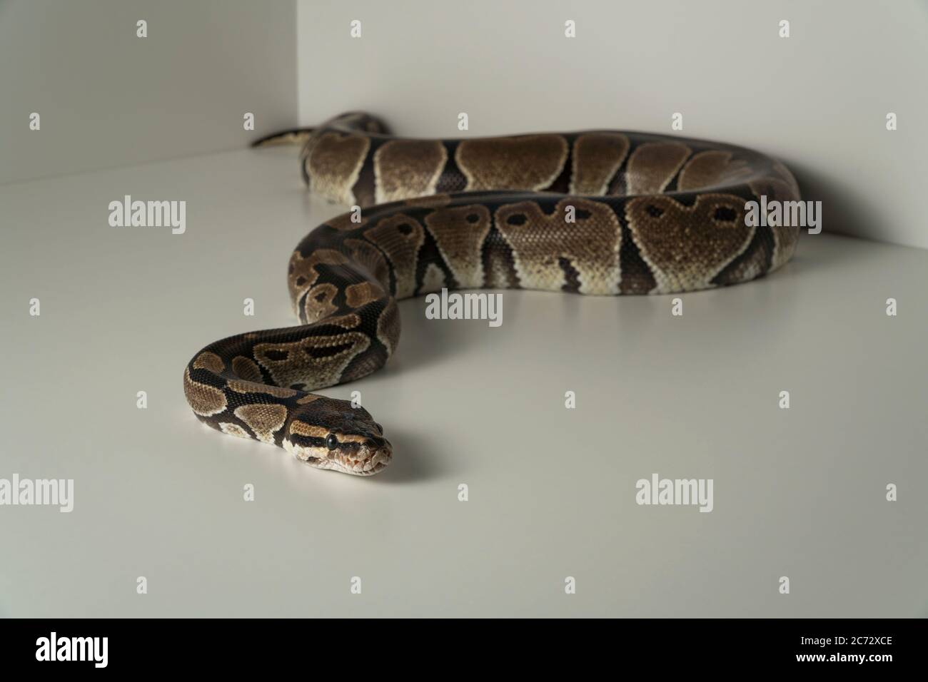 Serpente reale di pitone su sfondo bianco Foto Stock