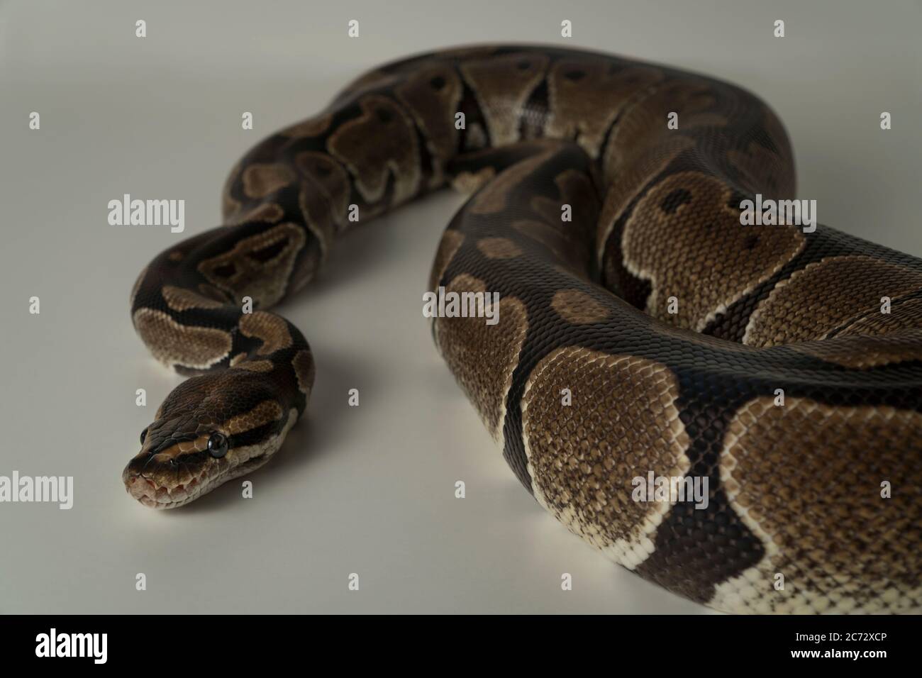 Serpente reale di pitone su sfondo bianco Foto Stock