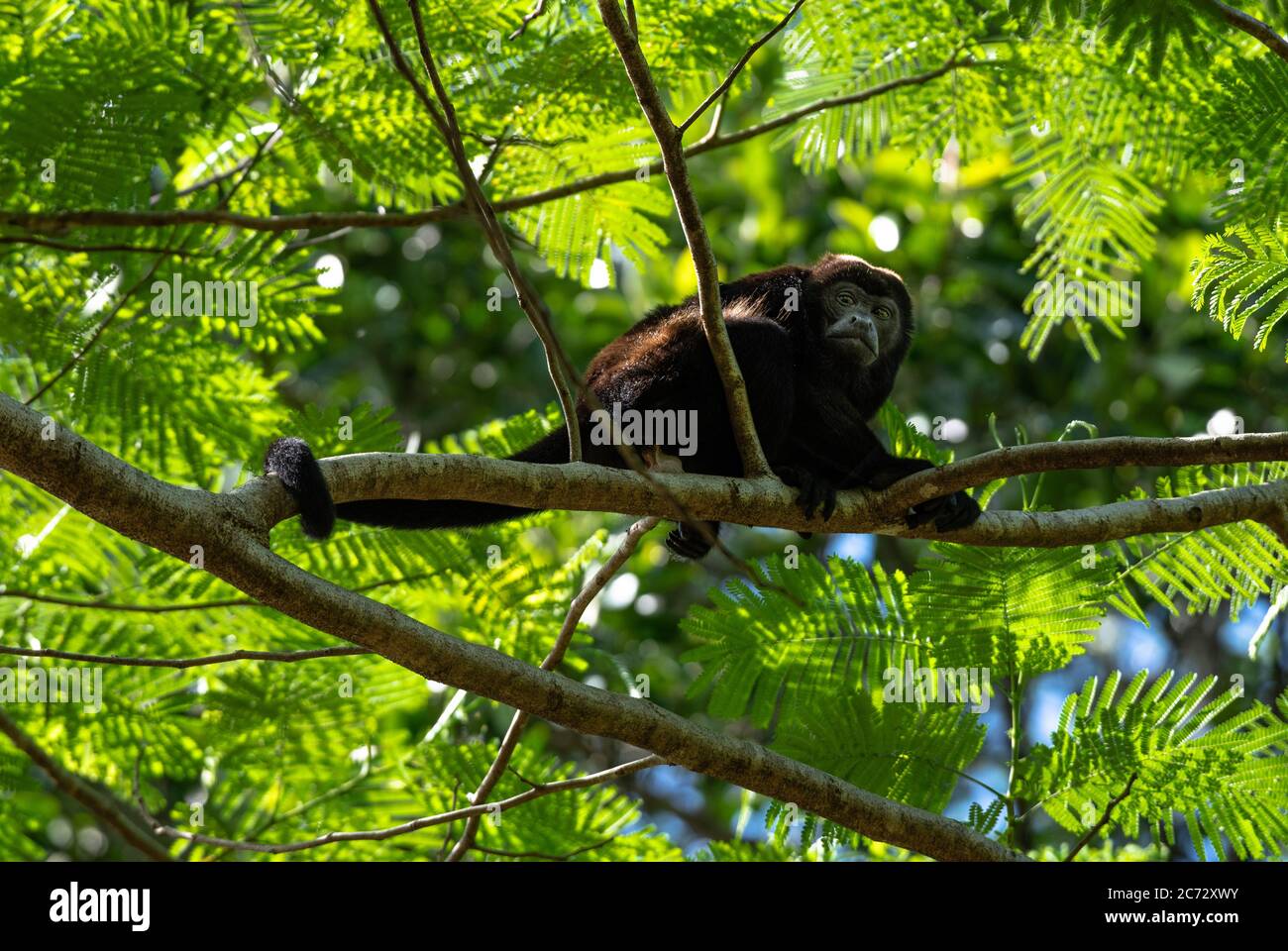 Howler scimmia, howler manled, Alouatta palliata, Costa Rica Cahuita, caraibico animale arrampicata cima albero con coda forte Foto Stock