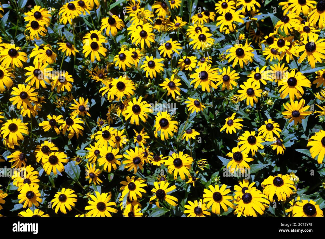 Black Eyed Susan fiori in Nord America Foto Stock