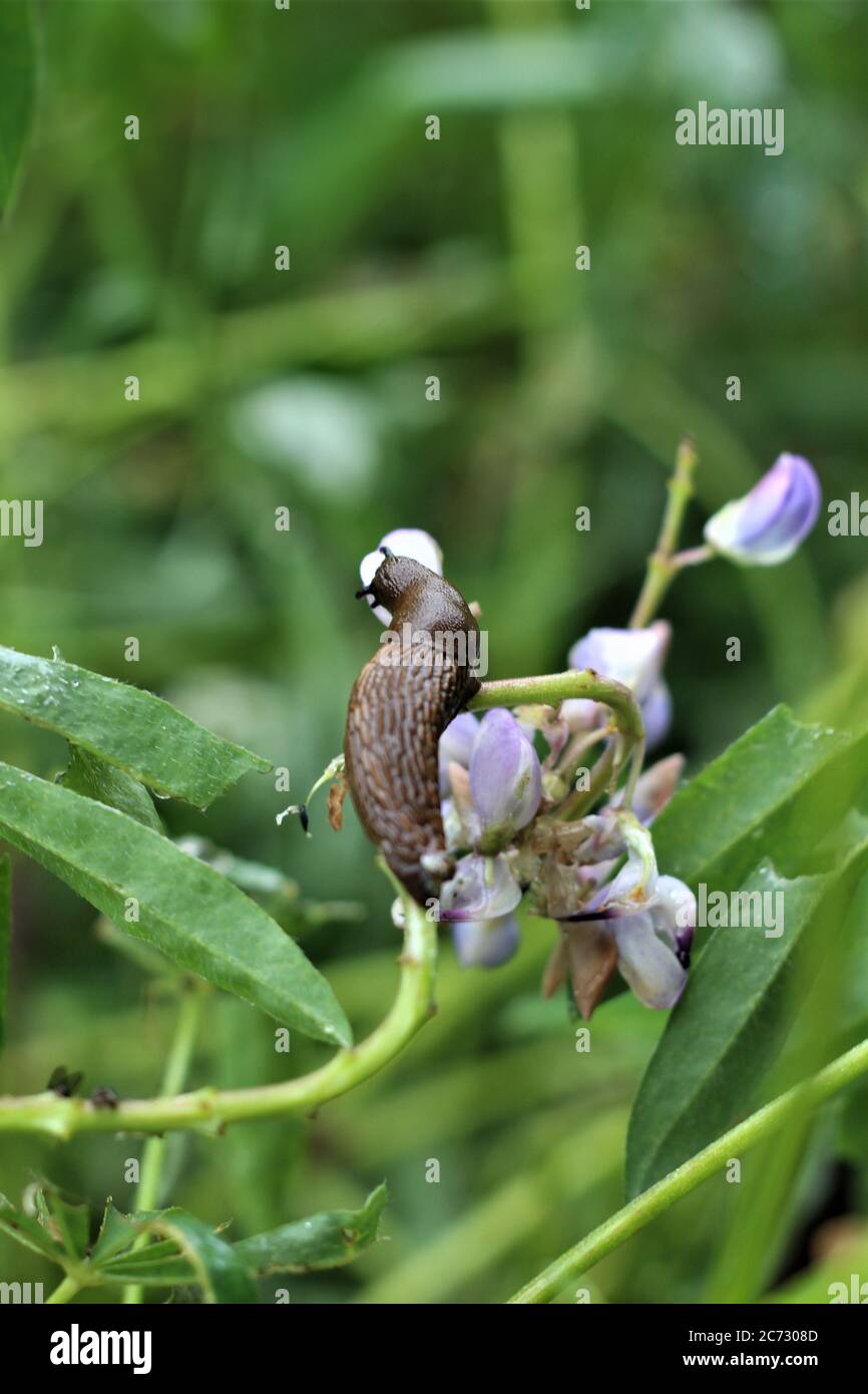 Spagnolo slug su una foglia in una pianta lupino Foto Stock
