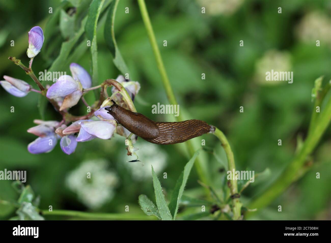 Spagnolo slug su una foglia in una pianta lupino Foto Stock