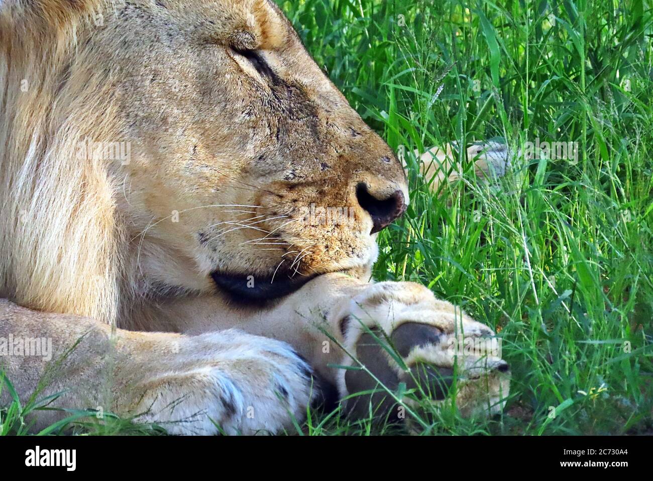 Un leone africano maschio adulto selvaggio (Panthera leo) che si posa nella prateria della stagione umida nella Namibia Centrale. Foto Stock