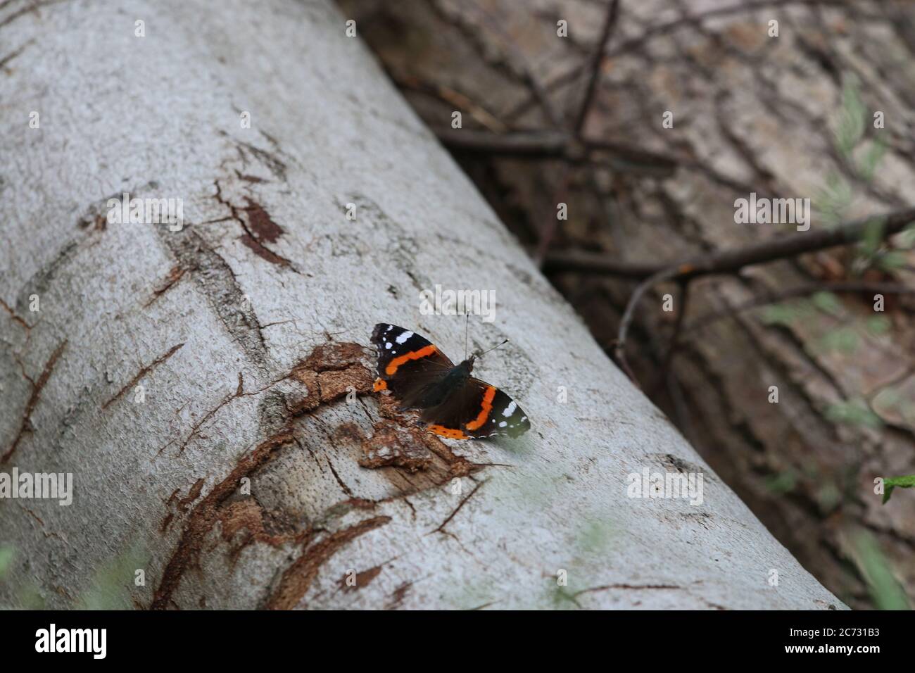 Una farfalla ammiraglio su un tronco di betulla Foto Stock