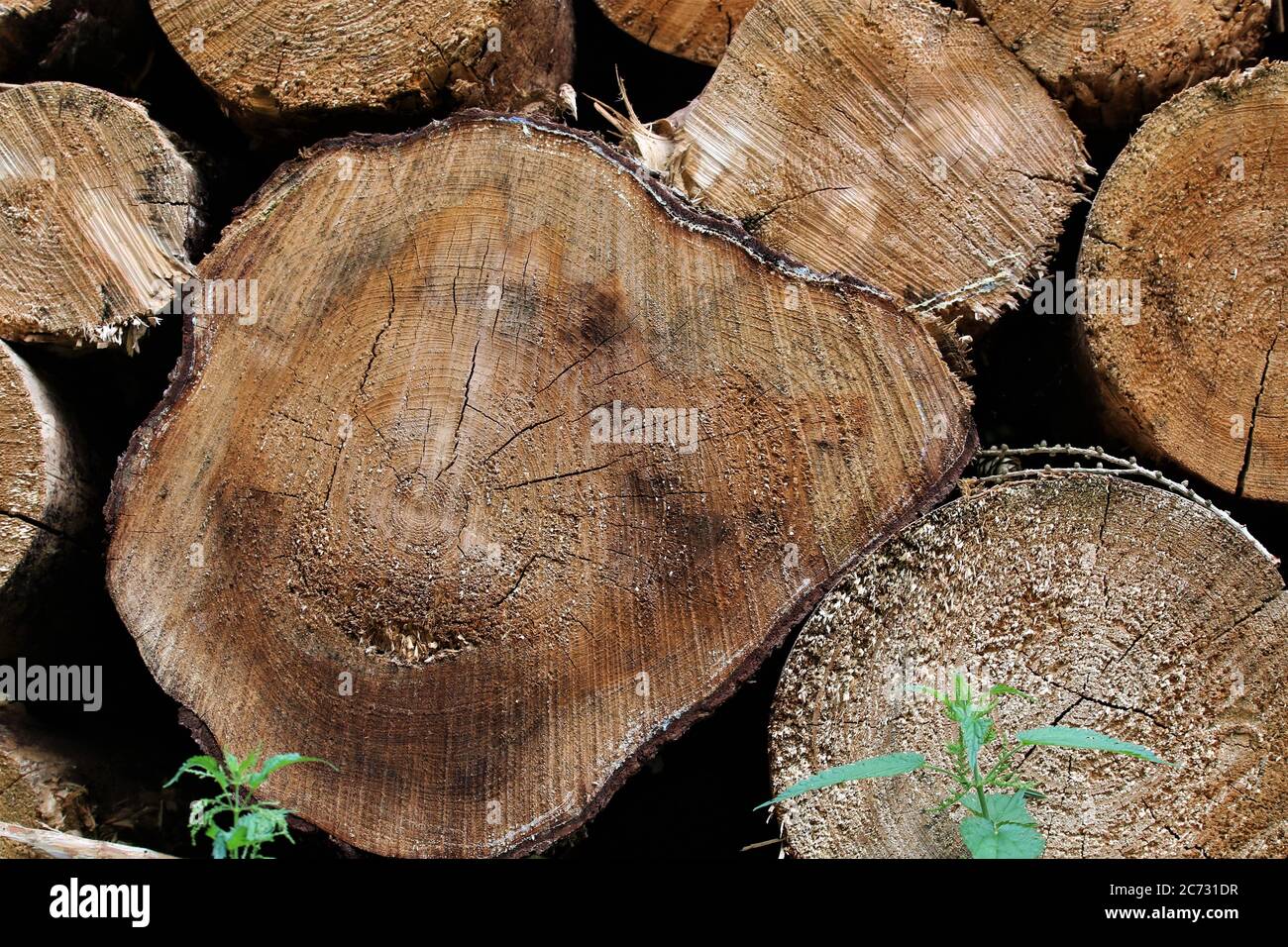 Primo piano della superficie di taglio di alcuni tronchi di alberi in guscio Foto Stock