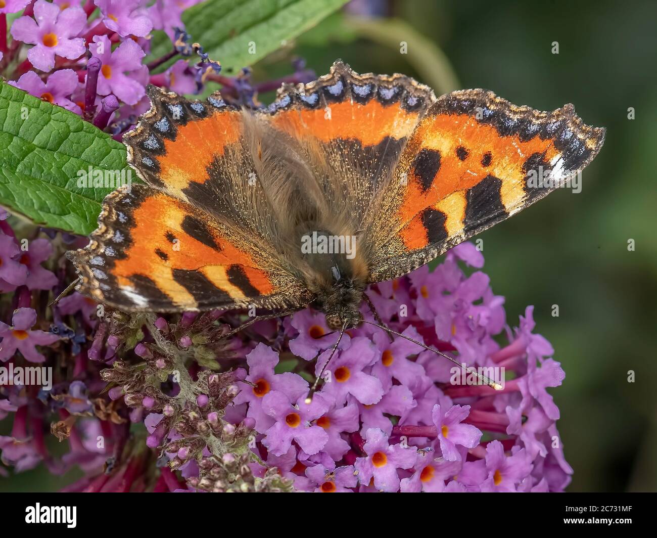 Tortiseshell Butterfly Foto Stock
