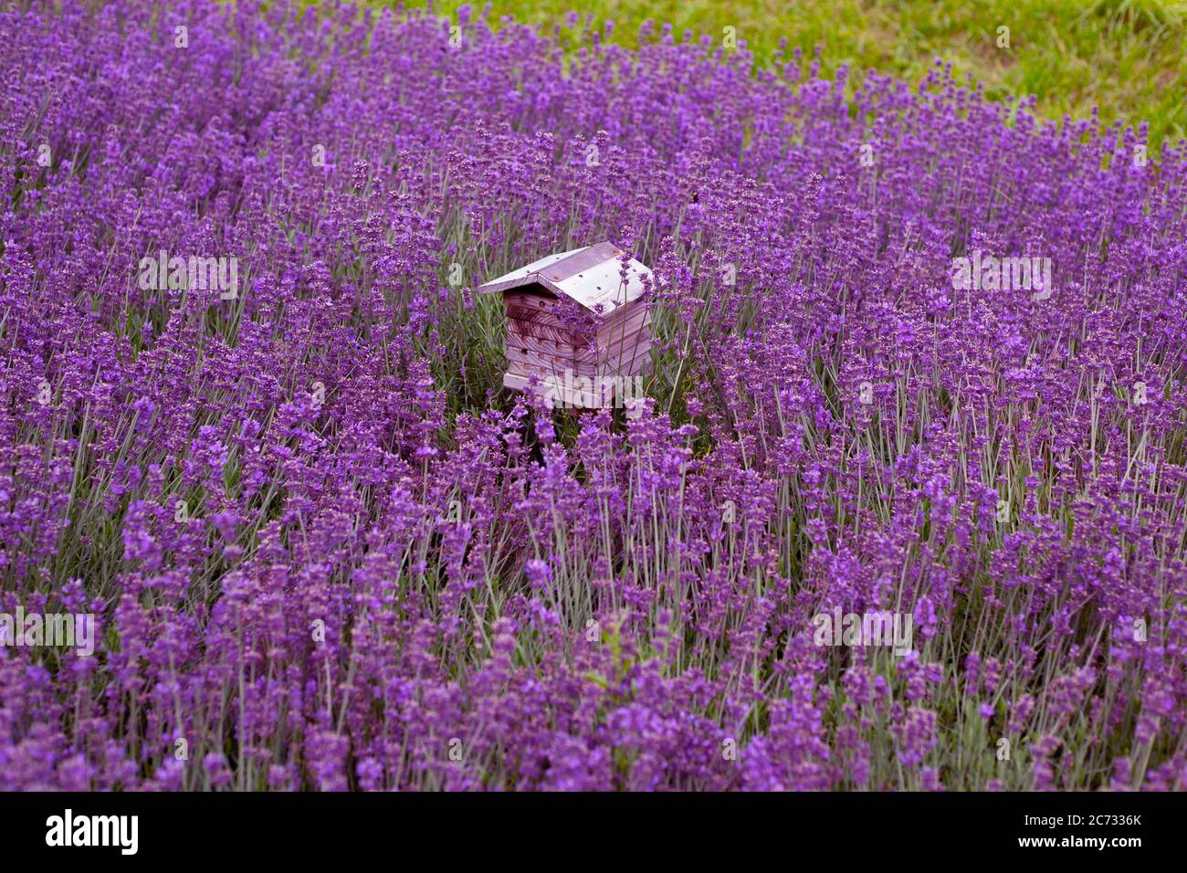 piccolo alveare per le api selvatiche su un campo di lavanda Foto Stock