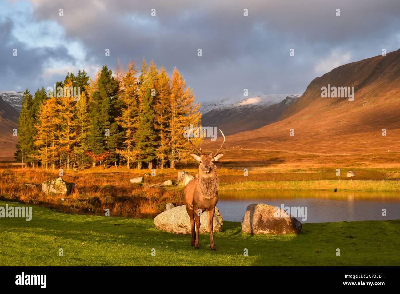 Maestoso stag rivolto in avanti nello splendido paesaggio di Glencoe. Acqua ancora con riflessi, alberi alti, montagne e cielo nuvoloso drammatico. Foto Stock
