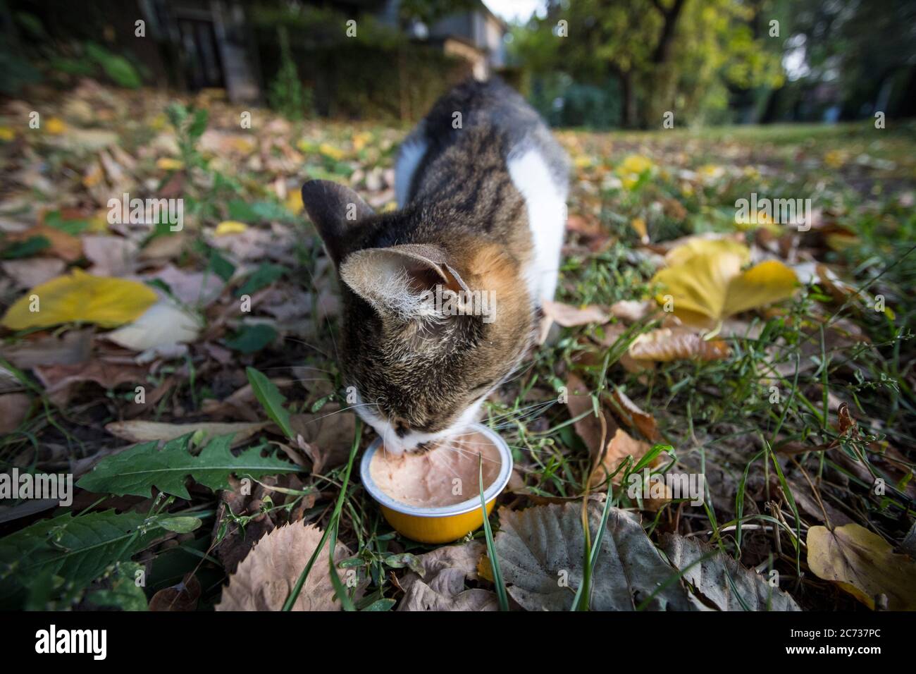 Gatto randagio, bianco europeo e tabby shorthair, mangiare cibo umido per le strade, mentre è abbandonato. Immagine di un gatto abbandonato, corto, t Foto Stock