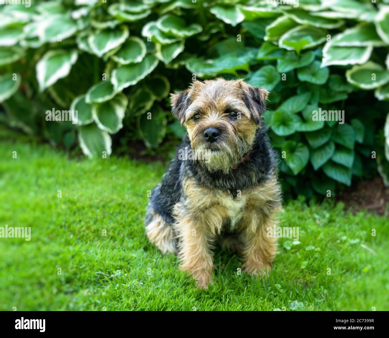 Giovane confine Terrier esterno in giardino. Foto Stock