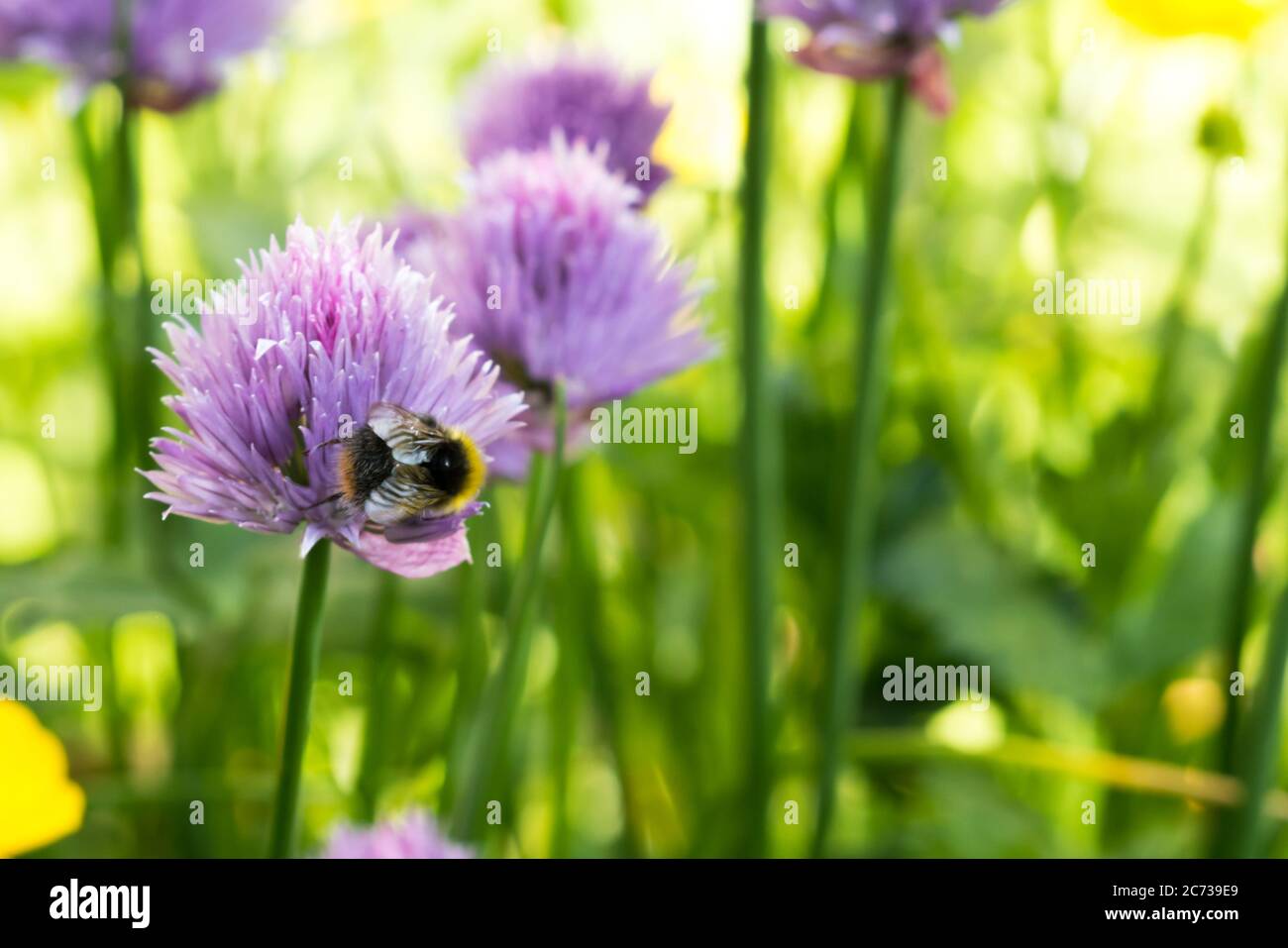 Una ape che si nutra su un fiore di erba cipollina (Allium) Foto Stock