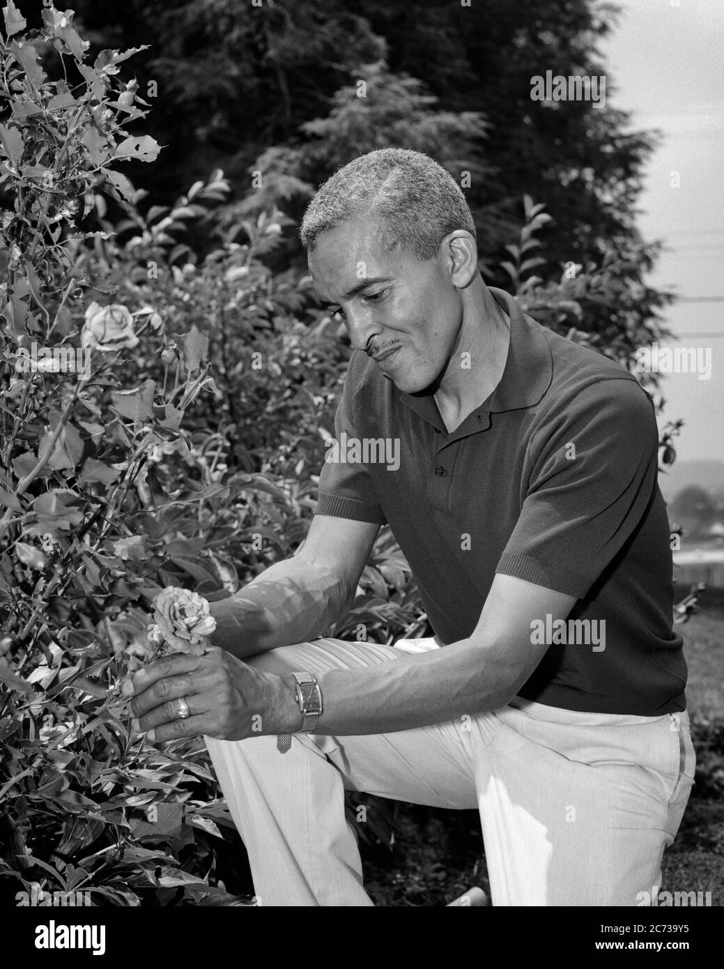 1960S AFRICAN AMERICAN SENIOR MAN TRIMMING ROSES IN GARDEN - N2215 HAR001 HARS FIDUCIA SENIOR MAN SENIOR ADULT B&W ESTATE GIARDINIERE ABILITÀ ATTIVITÀ DIVERTIMENTO FELICITÀ VECCHIAIA OLDSTER HOBBY AFROAMERICANI INTERESSE AFROAMERICANI HOBBY CONOSCENZA PASSATEMPO NERO ETNIA LAVORO PIACERE OCCUPAZIONE OCCUPAZIONI ANZIANI GIARDINI RIFILATURA DIPENDENTE STAGIONE DI RILASSAMENTO AMATEUR NERO E GODIMENTO BIANCO HAR001 LAVORARE AFROAMERICANI VECCHIO STILE Foto Stock