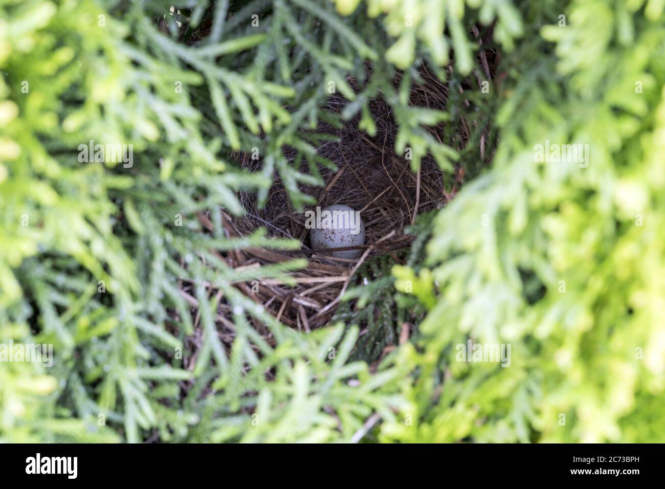 Piccolo Nido di uccelli con uovo nascosto in albero Foto Stock