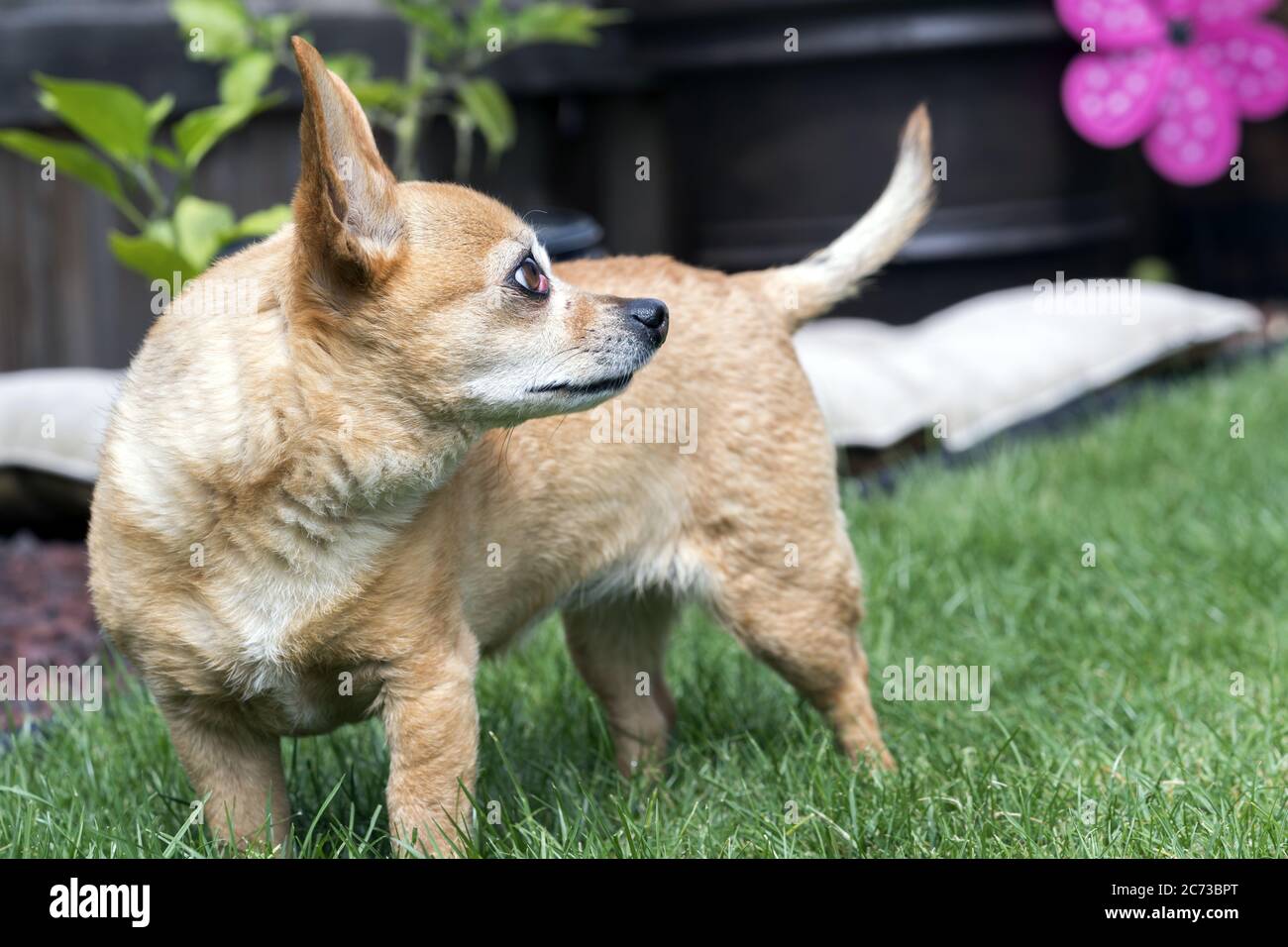 Chiweenie cane in piedi in Yard - femmina con ciliegia occhio condizione medica Foto Stock