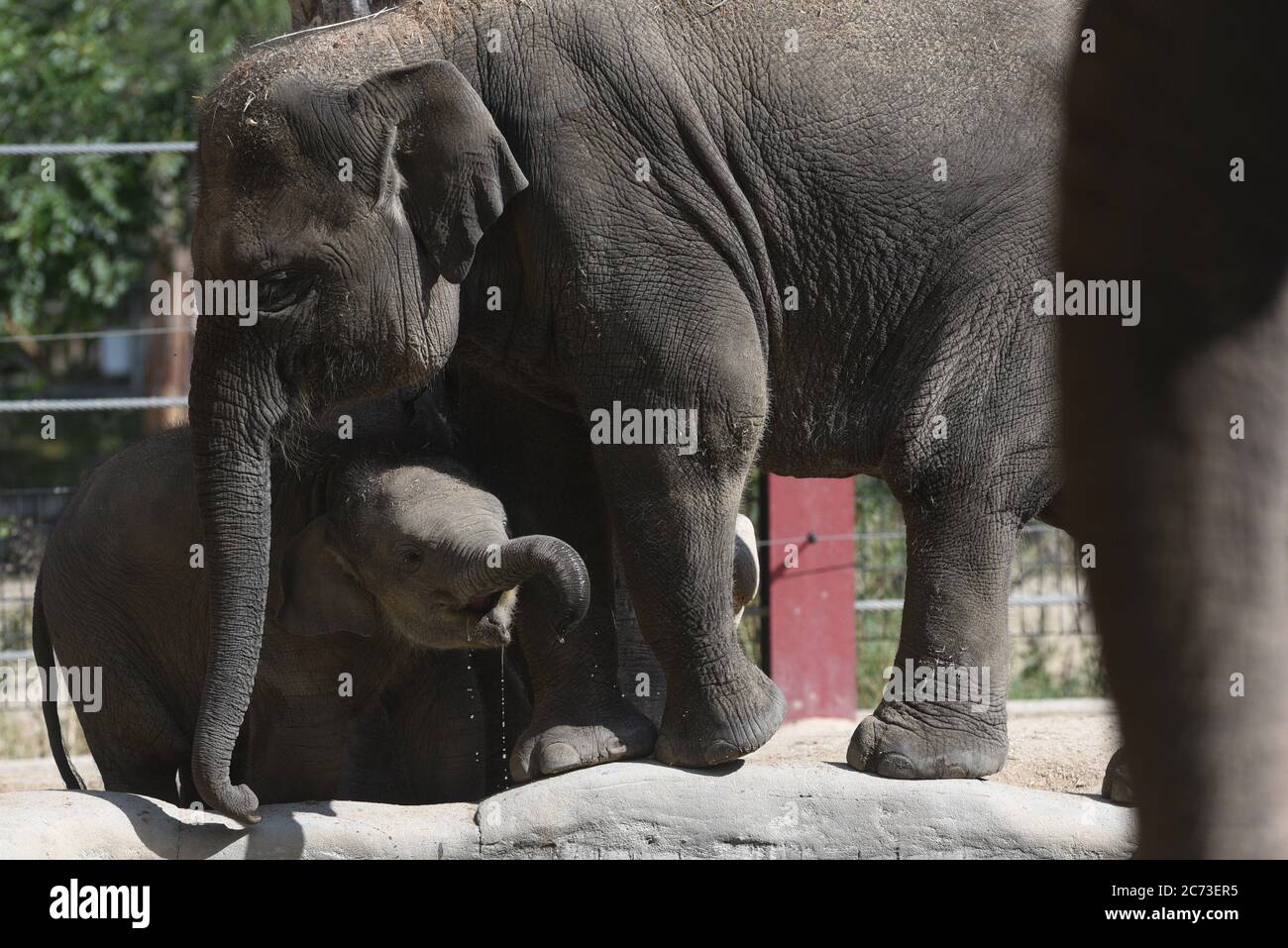 Madrid, Spagna. 13 luglio 2020. Hope, il neonato elefante Sumatran, è visto nel suo recinto allo zoo di Madrid.UN bambino maschio elefante Sumatran (Elephas maximus sumatrano), classificato come criticamente minacciato da IUCN, è nato il 18 2020 marzo, dopo 21 mesi di gestazione, di circa 70 kg. Credit: SOPA Images Limited/Alamy Live News Foto Stock