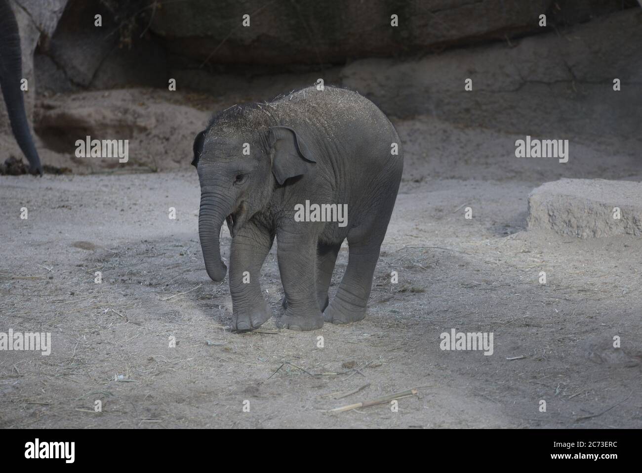 Madrid, Spagna. 13 luglio 2020. Hope, il neonato elefante Sumatran, è visto nel suo recinto allo zoo di Madrid.UN bambino maschio elefante Sumatran (Elephas maximus sumatrano), classificato come criticamente minacciato da IUCN, è nato il 18 2020 marzo, dopo 21 mesi di gestazione, di circa 70 kg. Credit: SOPA Images Limited/Alamy Live News Foto Stock