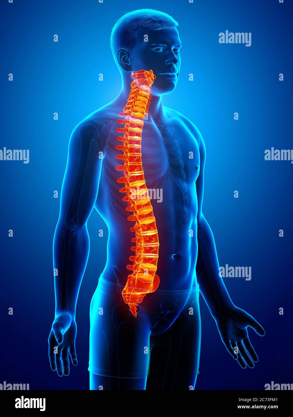 rappresentazione 3d con rappresentazione medica accurata di una colonna vertebrale illuminata in modo elevato Foto Stock
