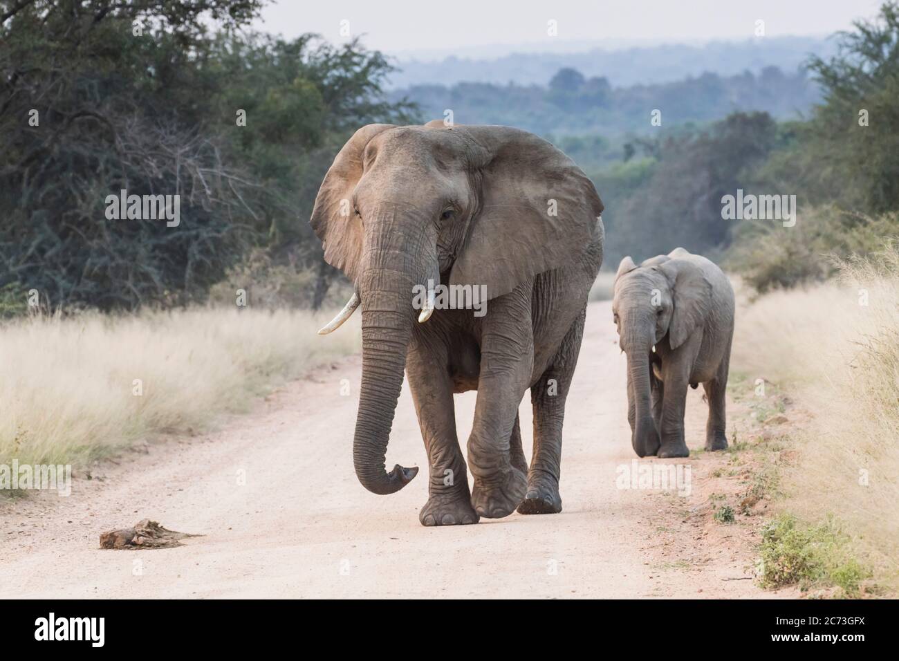 Elefanti che camminano insieme ad un vitello, sulla strada, Parco Nazionale Kruger, Provincia di Mpumalanga, Sud Africa, Africa Foto Stock