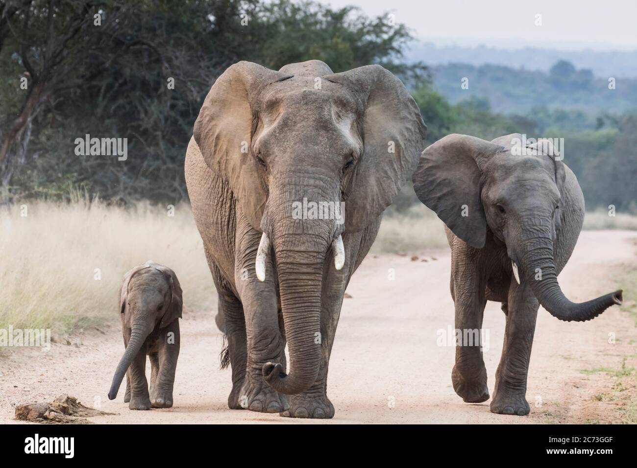Elefanti che camminano insieme ad un vitello, sulla strada, Parco Nazionale Kruger, Provincia di Mpumalanga, Sud Africa, Africa Foto Stock