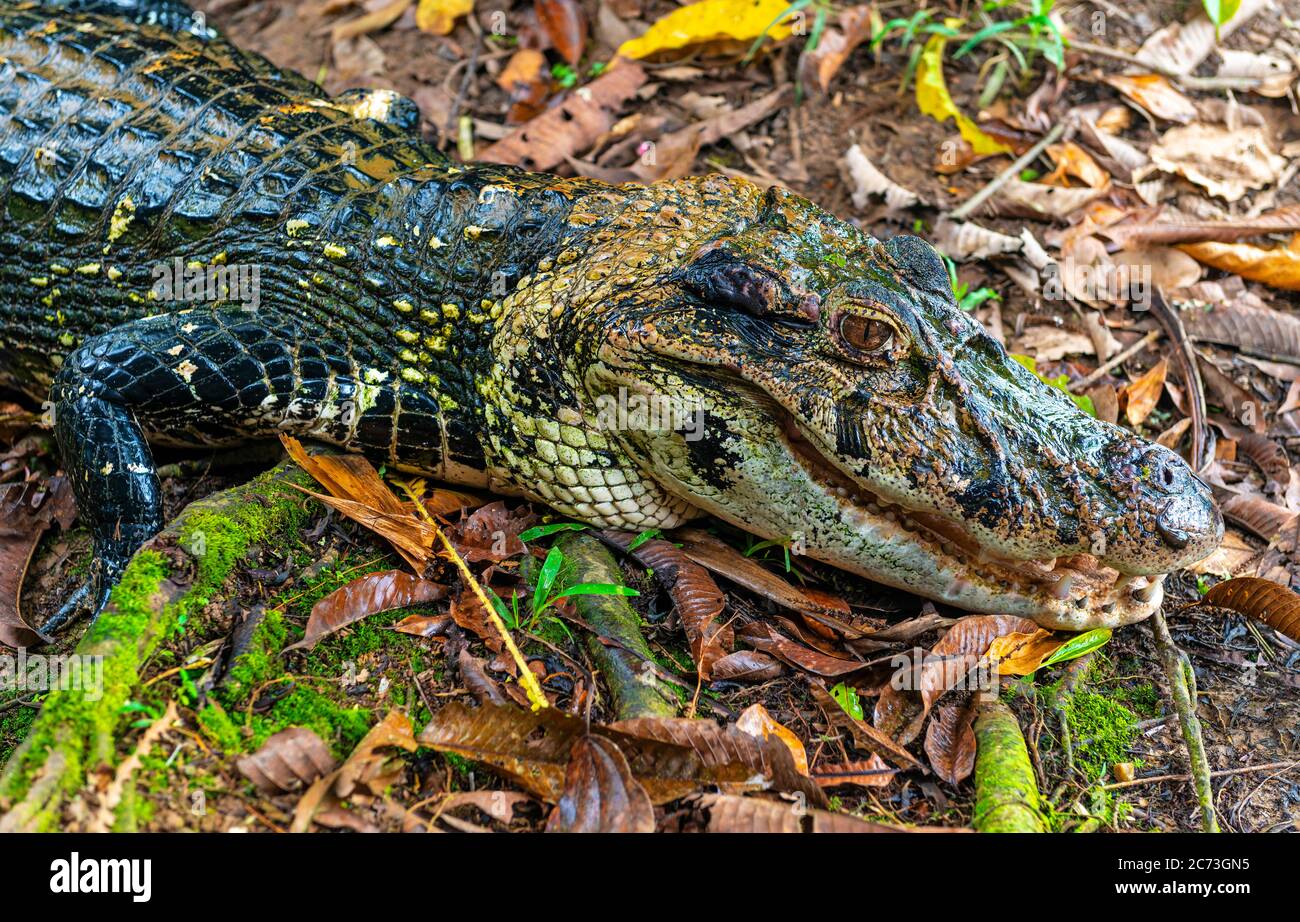 Un caiman nero (Melanosuchus niger) con bocca aperta e mascella nel bacino della foresta pluviale del fiume Amazzone dell'Ecuador, Parco Nazionale di Yasuni. Foto Stock