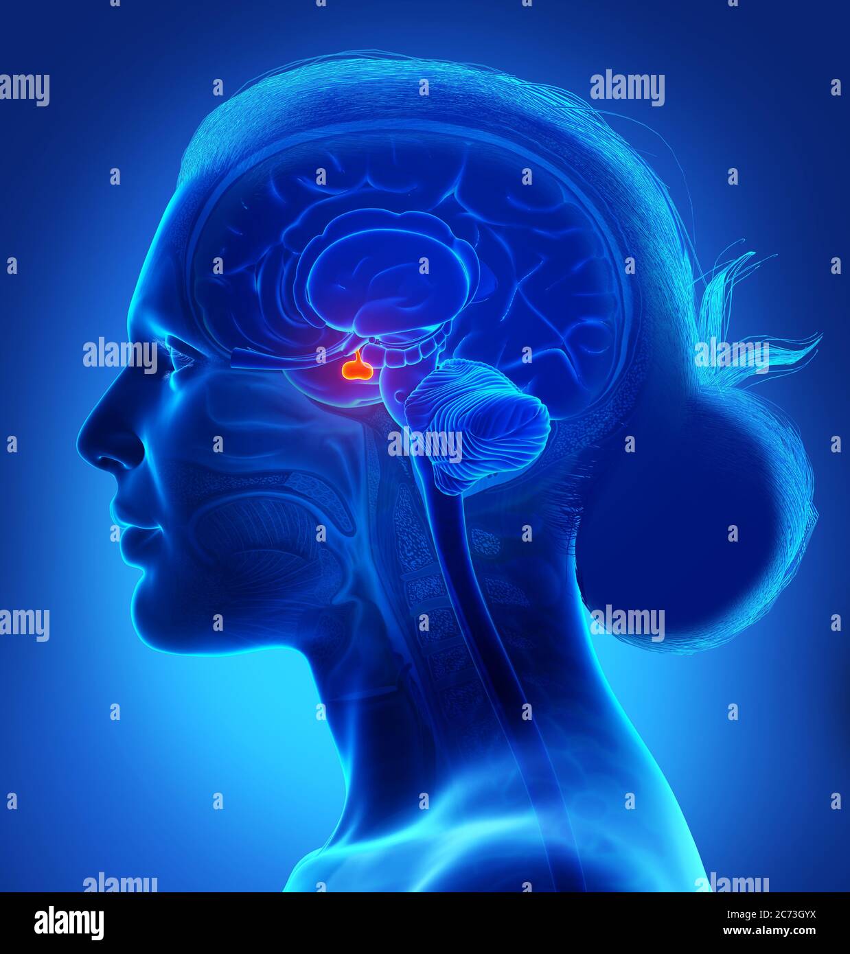 Rappresentazione 3d illustrazione medica di una femmina anatomia cerebrale GHIANDOLA PITUITARIA - sezione trasversale Foto Stock