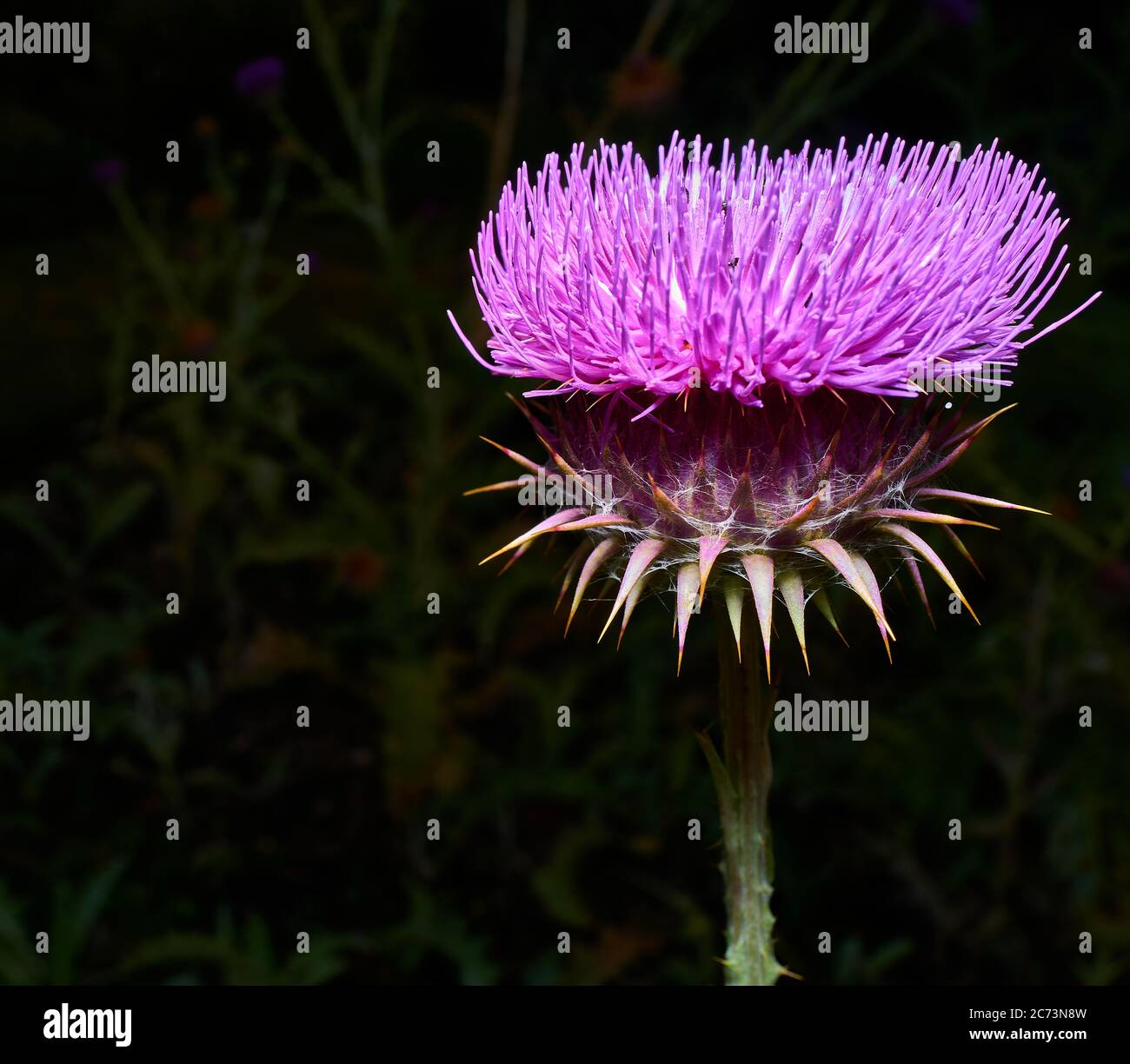 Il fiore violetto, brittamente e dritto, di una pianta di tistola di scotch (onopordum acanthium). Foto Stock
