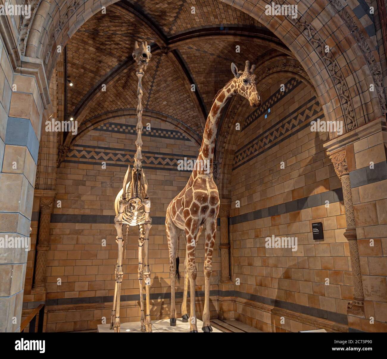 Londra, Regno Unito. Circa Dicembre 2019. Una giraffa farcita nel Museo di Storia Naturale di Londra. Foto Stock