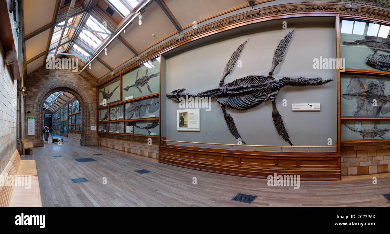 Londra, Regno Unito. Circa Dicembre 2019. Panorama di una delle sale con fossili di dinosauro nel Museo di Storia Naturale di Londra. Foto Stock