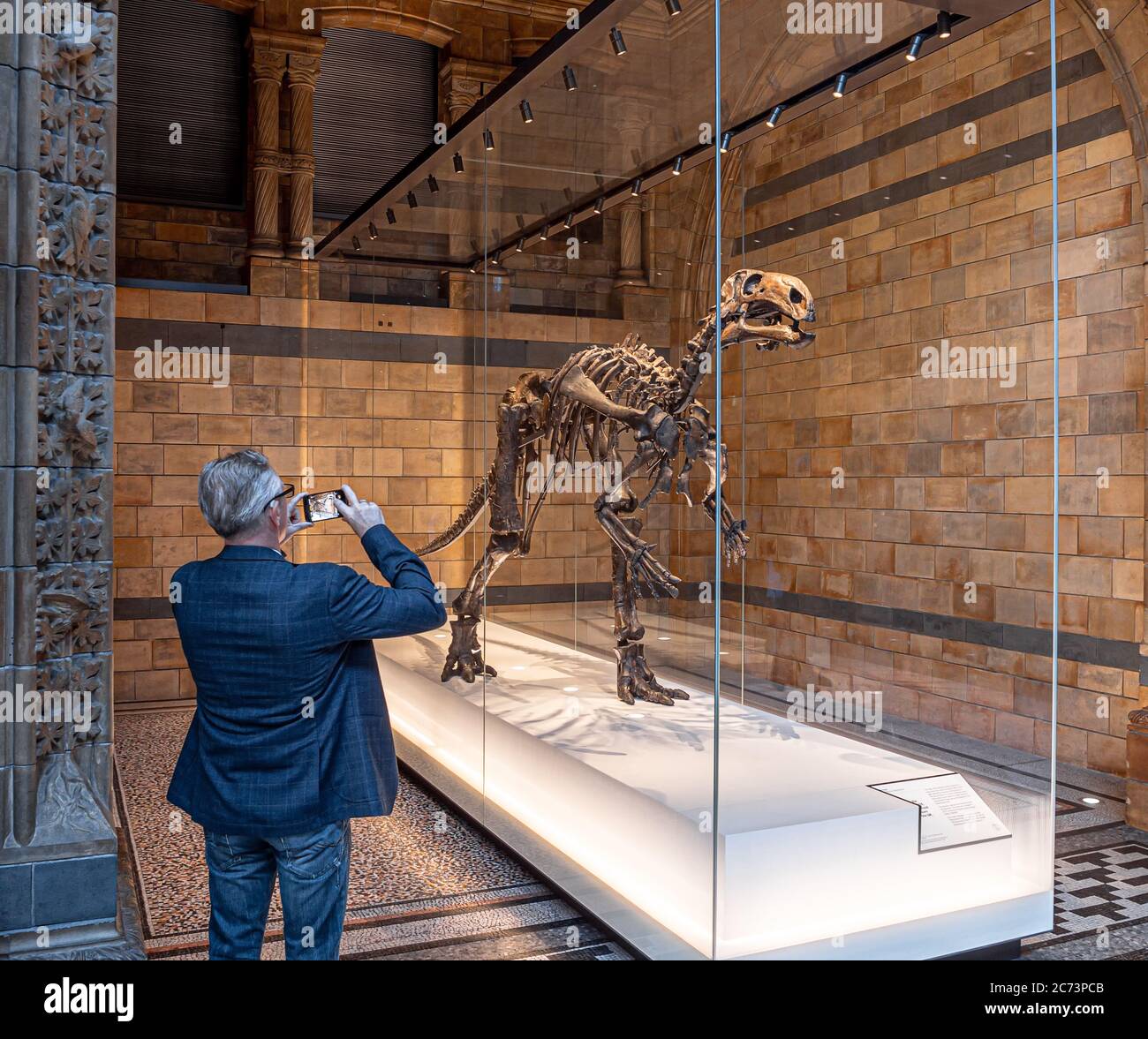 Londra, Regno Unito. Circa Dicembre 2019. Turista che scatta foto ad un dinosauro (Mantellissaurus) nel Museo di Storia Naturale di Londra. Foto Stock