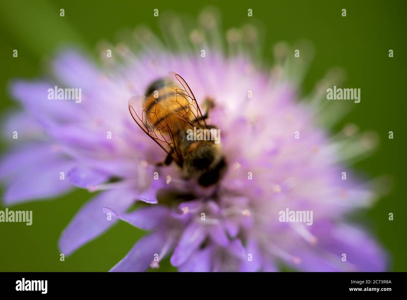 l'ape del miele su un fiore di a v, soltanto le alette in fuoco Foto Stock