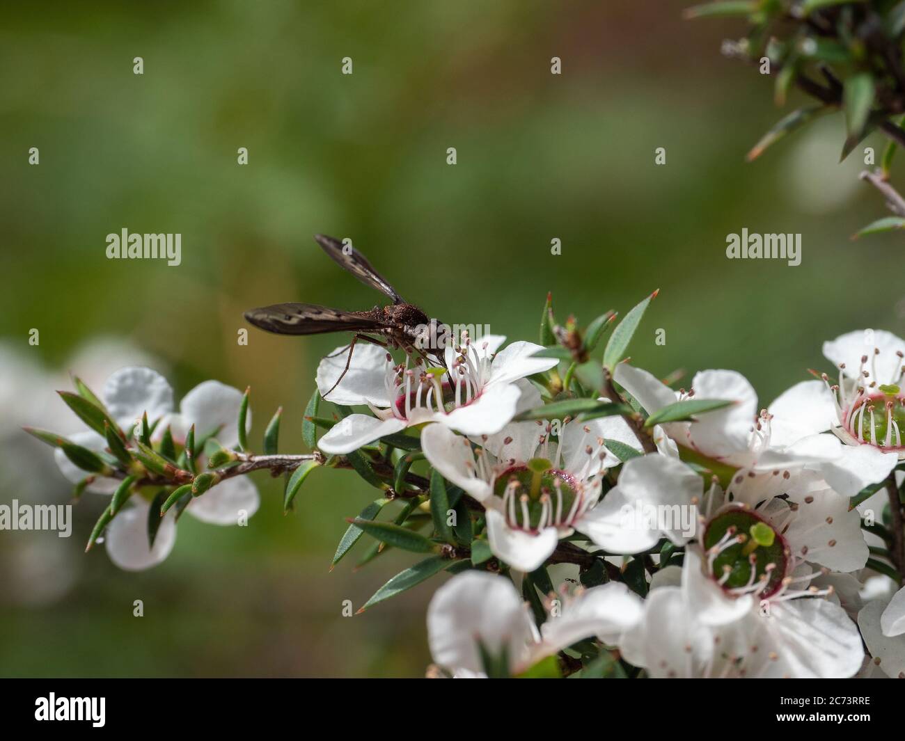 Robber Fly su uno stabilimento di Geraldton Wax. Foto Stock