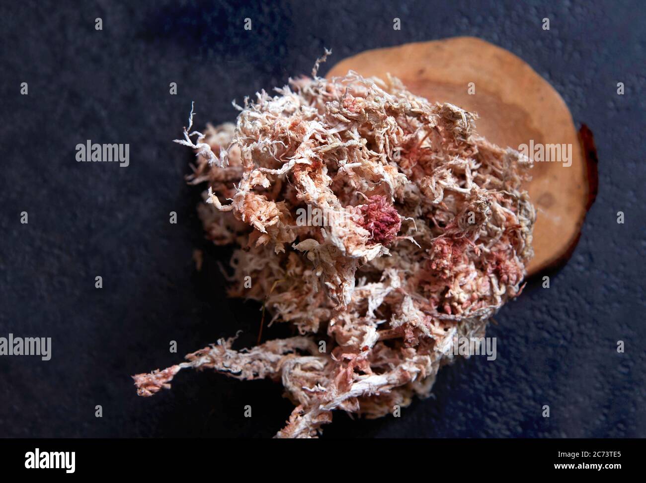 Muschio di sphagnum essiccato spruzzato con acqua su sfondo scuro. Foto Stock