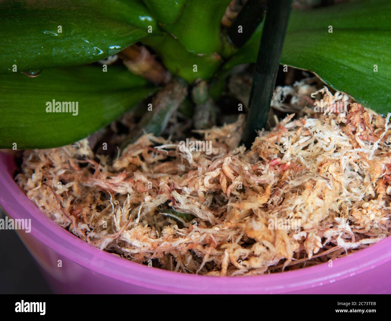 Muschio di spagnum essiccato in una pentola con orchidea. Foto Stock
