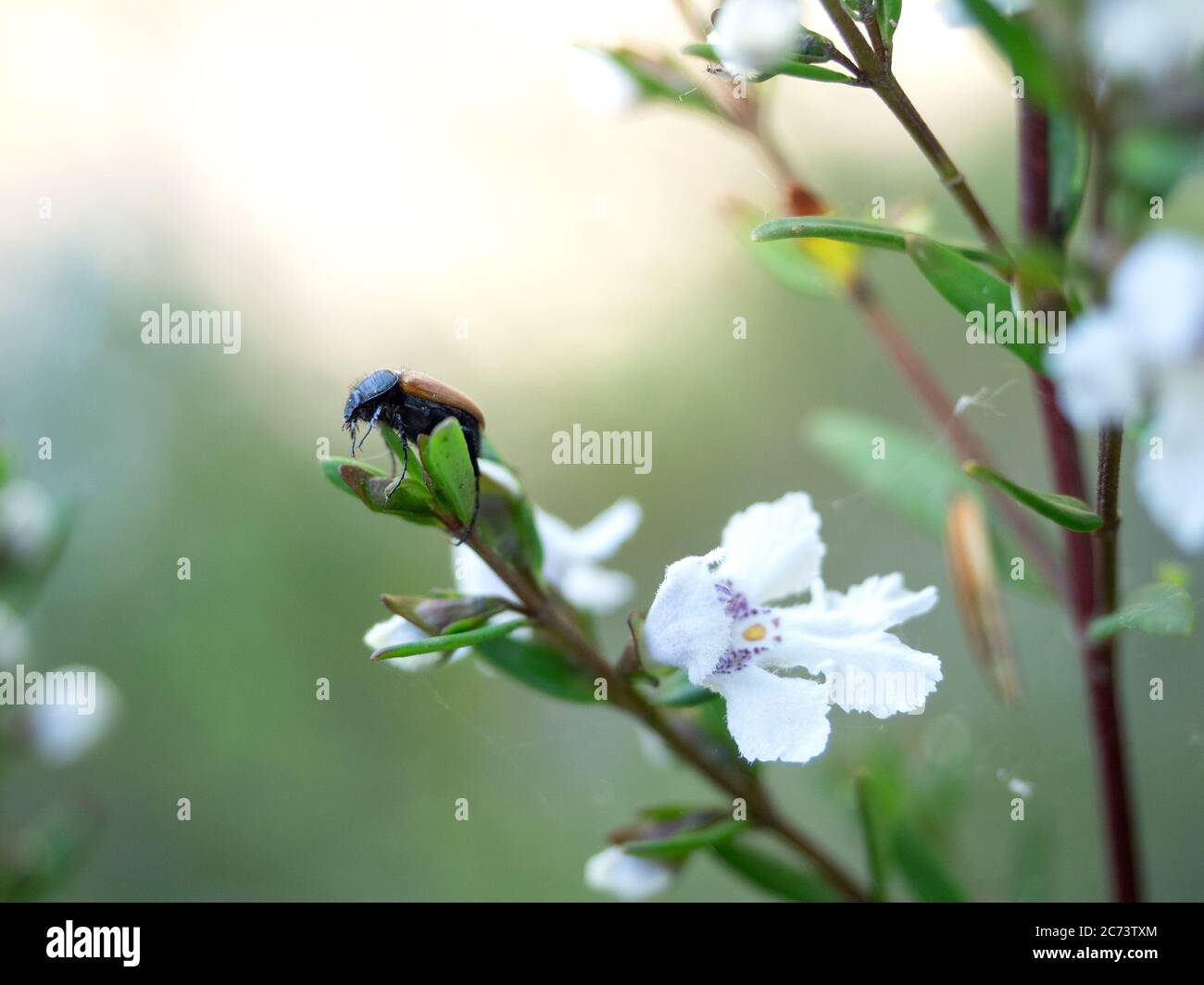 Scarabeo arroccato alla fine di un torchio, Australia. Foto Stock