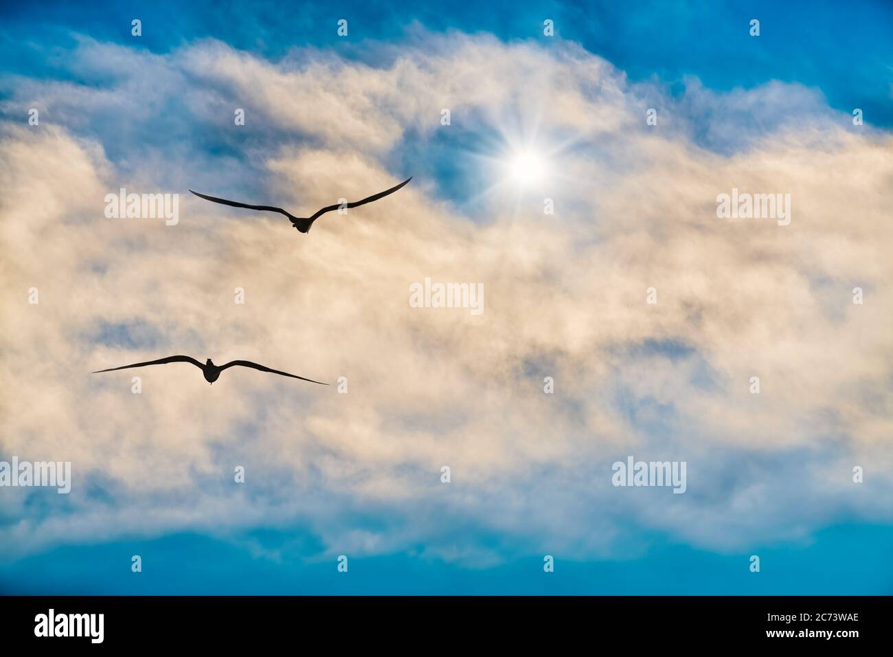 Due uccelli che volano sopra le nuvole verso una stella illuminata brillantemente Foto Stock