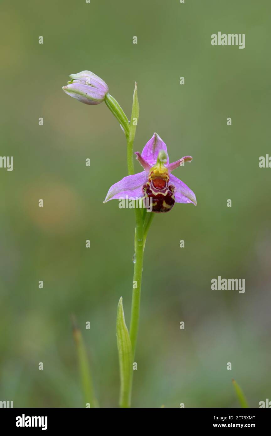 Primo piano di un'apifera Bee Orchid o Ophrys con sfondo sfocato in una riserva naturale nella contea di Durham, Inghilterra, Regno Unito Foto Stock
