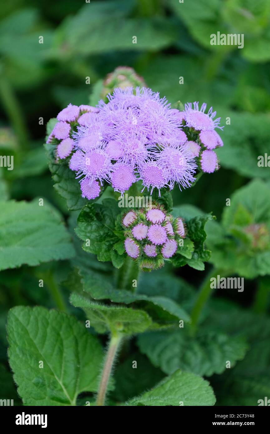 Ageratum houstonianum 'Blue Horizon', pennello messicano 'Blue Horizon', fiore di Floss 'Blue Horizon' in fiore Foto Stock