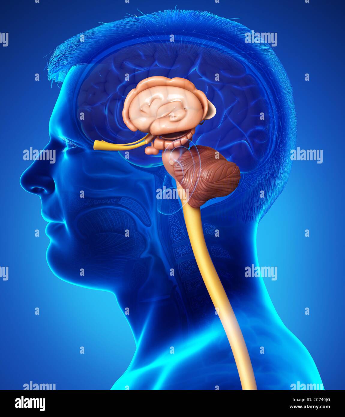 3D Rendering accurato dal punto di vista medico illustrazione degli interni anatomia cerebrale Foto Stock
