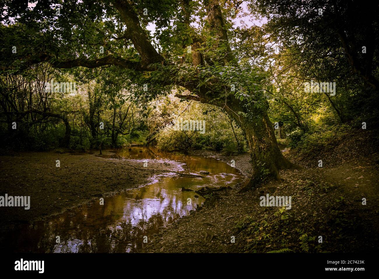 Un piccolo fiume che scorre attraverso la foresta di Metha nella valle di Lappa vicino a St Newlyn East in Cornovaglia. Foto Stock