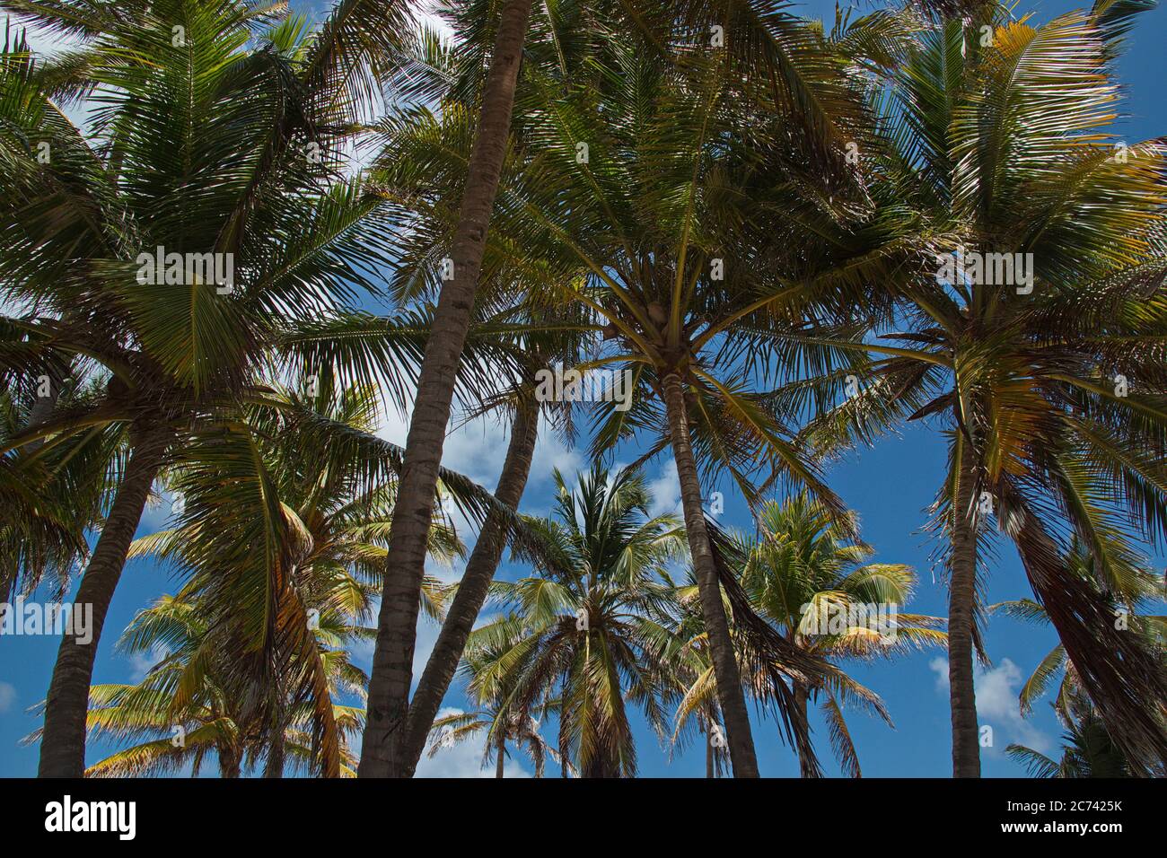 Corone di palme da cocco sulla spiaggia dell'isola di San Andres in Colombia Foto Stock
