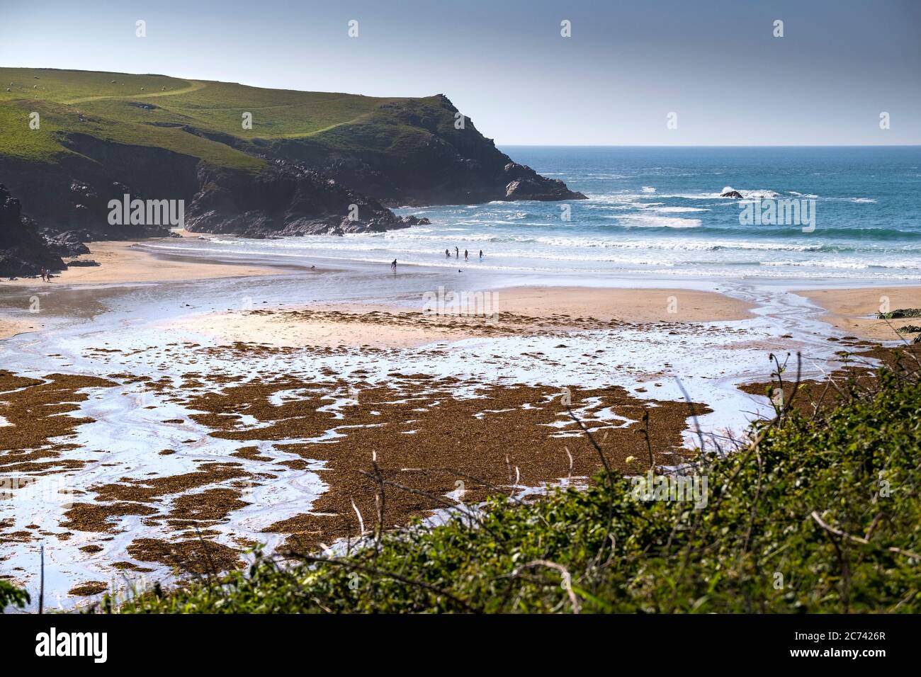 Dopo un periodo di forti venti e alte maree, le alghe coprono la spiaggia nella isolata baia di Polly Porth Joke a Newquay in Cornovaglia. Foto Stock