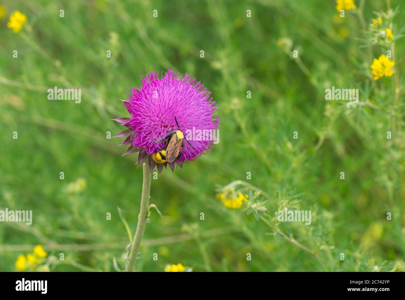 Grande vespe solitaria succhiare nettare su un fiore di thistle in estate prato ucraino Foto Stock