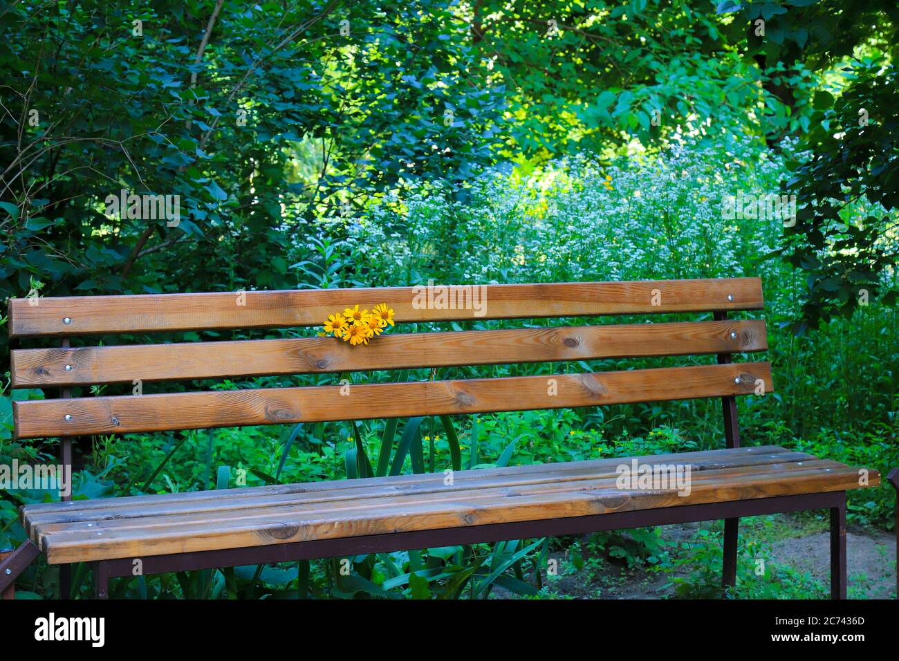 Una panchina di legno marrone vintage con margherite gialle si trova in un parco su uno sfondo di alberi verdi. Bella estate, primavera paesaggio naturale, giardino Foto Stock