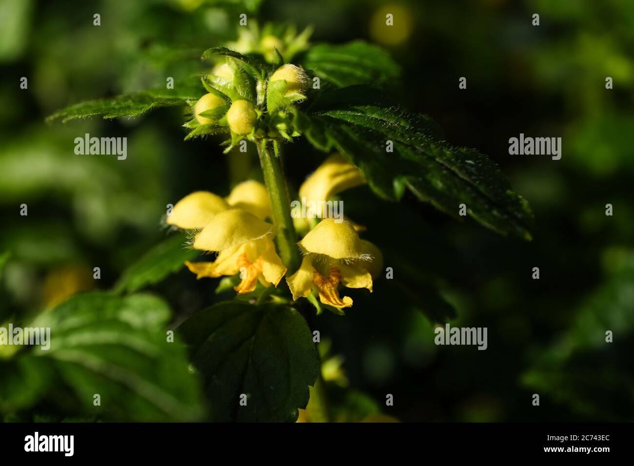 Primo piano di Lamium giallo o nettle morti in un giardino. I brontoloni fini o i capelli, le brontolanti fini sulle foglie, le gemme e i fiori sono chiaramente visib Foto Stock