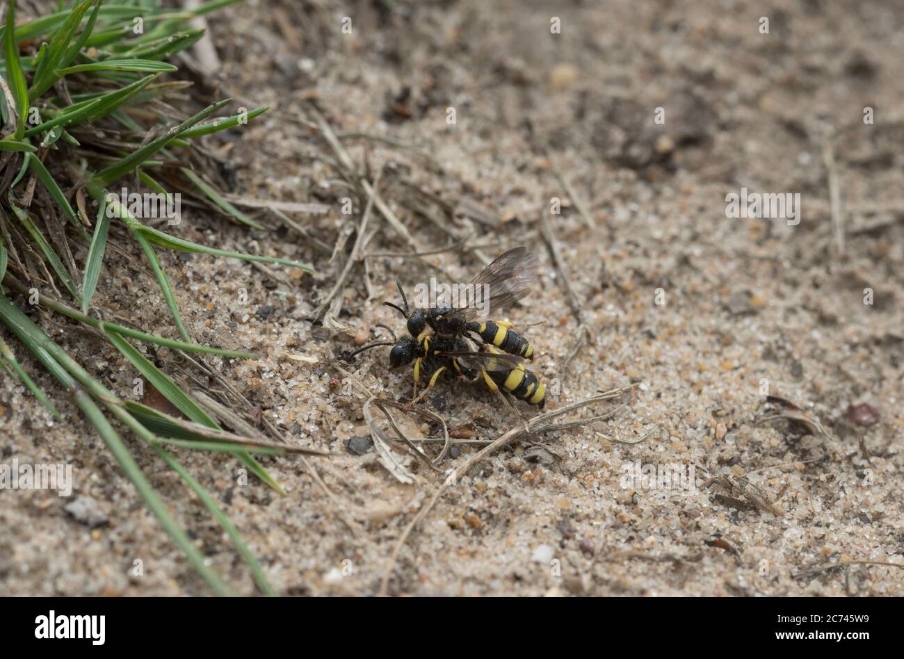 Accoppiamento di vespe Digger con coda ornata (Cerceris rybyensis) Foto Stock