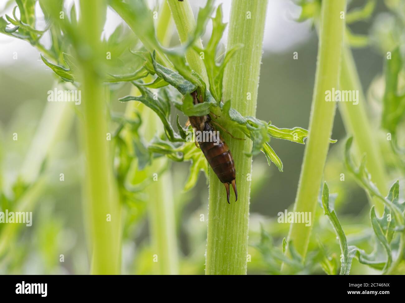 Earwig parzialmente nascosto su un gambo di pianta Foto Stock