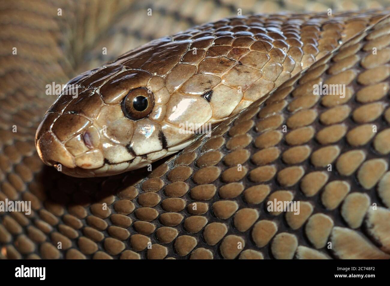 Mozambico sputing Cobra, Naja mossambica, Riserva Naturale, Botswana, Africa Foto Stock