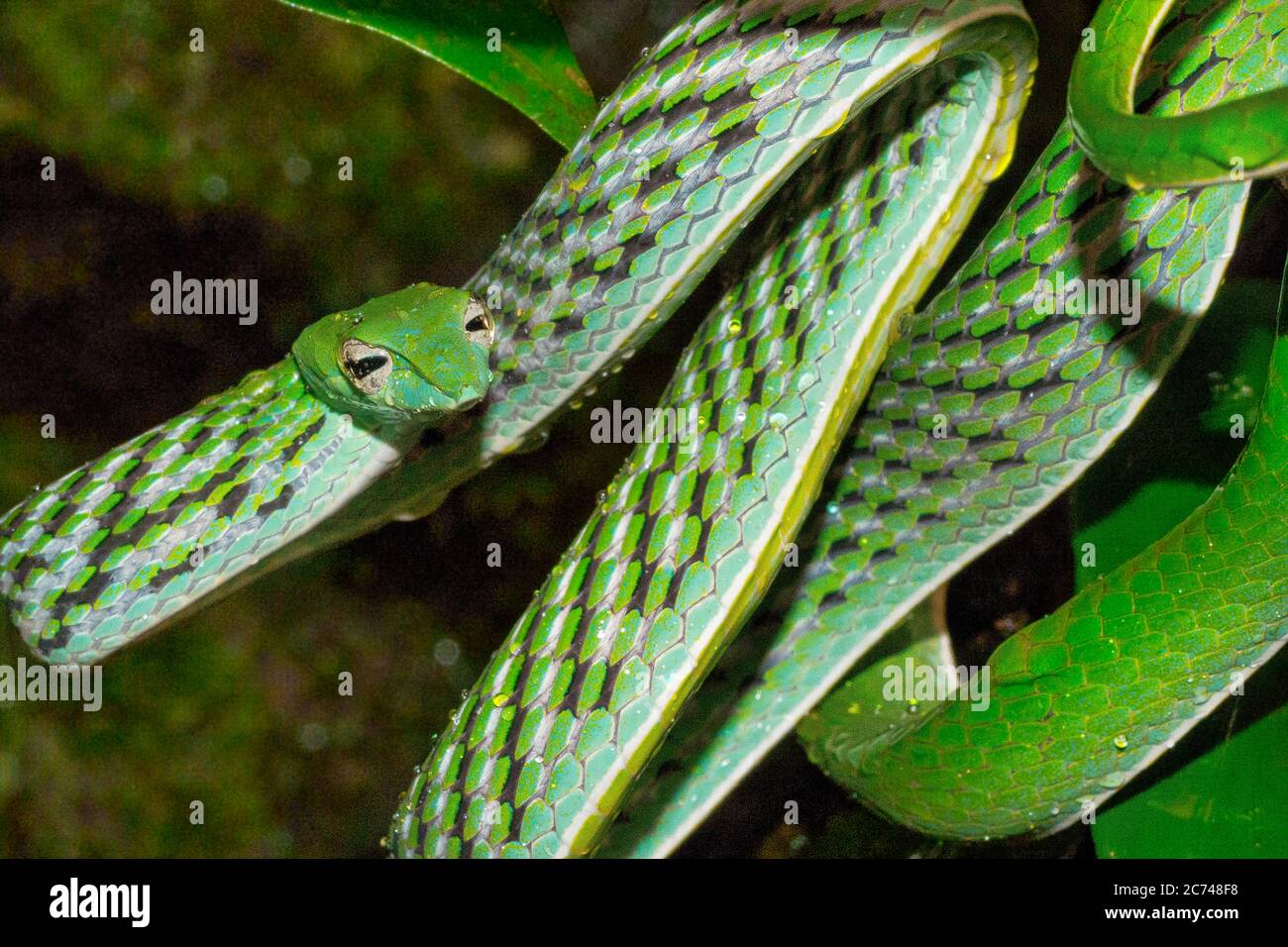 Serpente di vite verde, Ahaetulla nasuta, Sinharaja National Park Rain Forest, sito patrimonio dell'umanità, Riserva della Biosfera, Area Naturale Nazionale, Sri Lanka Foto Stock