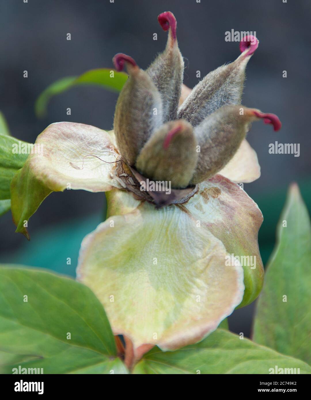 Baccelli di semi di peonia immagini e fotografie stock ad alta risoluzione  - Alamy
