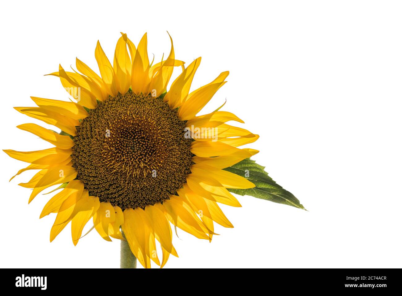 FrontView di un unico isolato giallo di girasole grande con foglia e sfondo bianco. Foto Stock